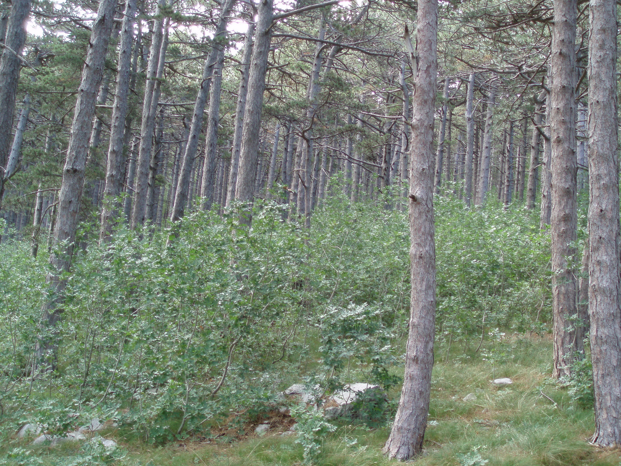 Senjska draga forest, The transitional sylvidynamic stage in Mediterranean forest of Black pine (Pinus nigra Arn.) (C) Anic