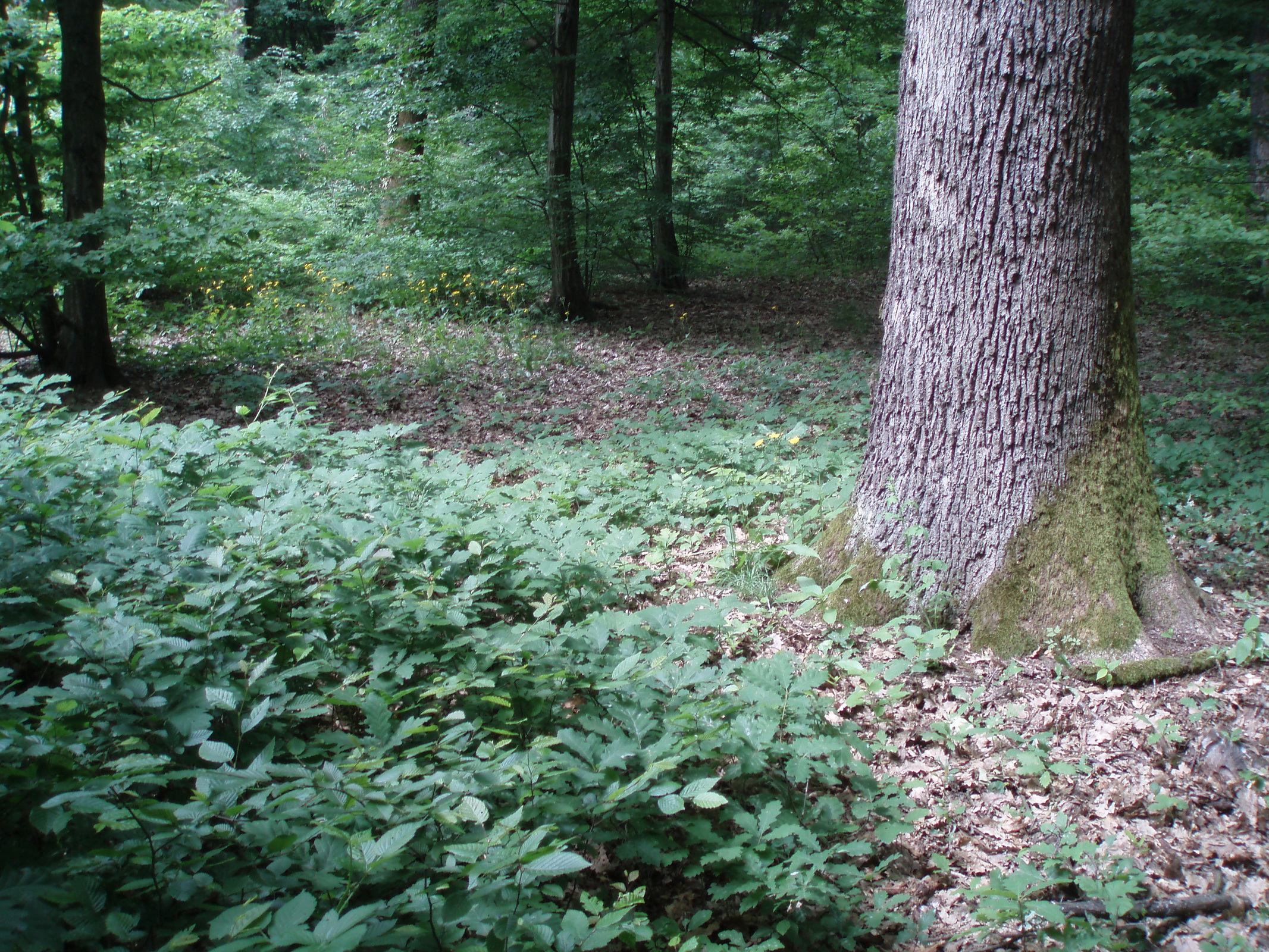 The park-forest of Maksimir, Natural regeneration of Pedunculate oak stand using the irregular shelterwood method (C) Anic