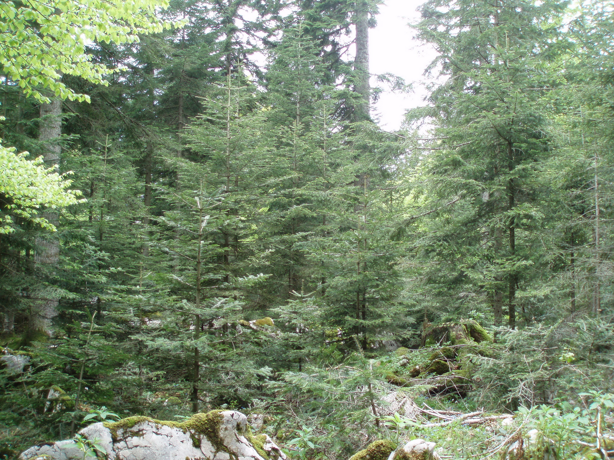 Region of Gorski kotar, Natural regeneration of Silver fir after single-tree selection cutting (C) Anic
