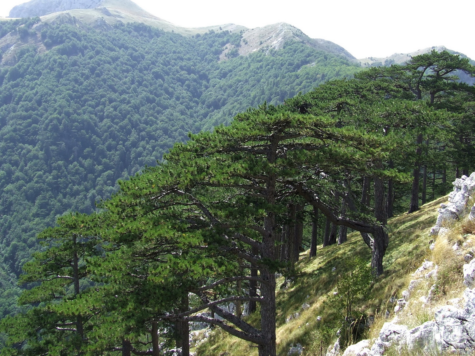 pinus nigra - Canjon Sutjeska