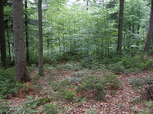 Selection forest Smolník (C) Milan Saniga