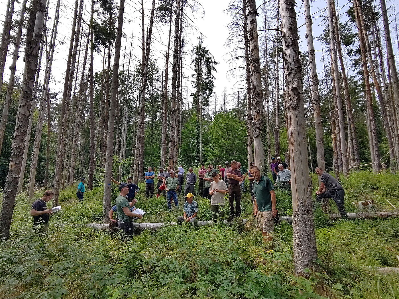 Contiuous Cover Forest after Windthrow