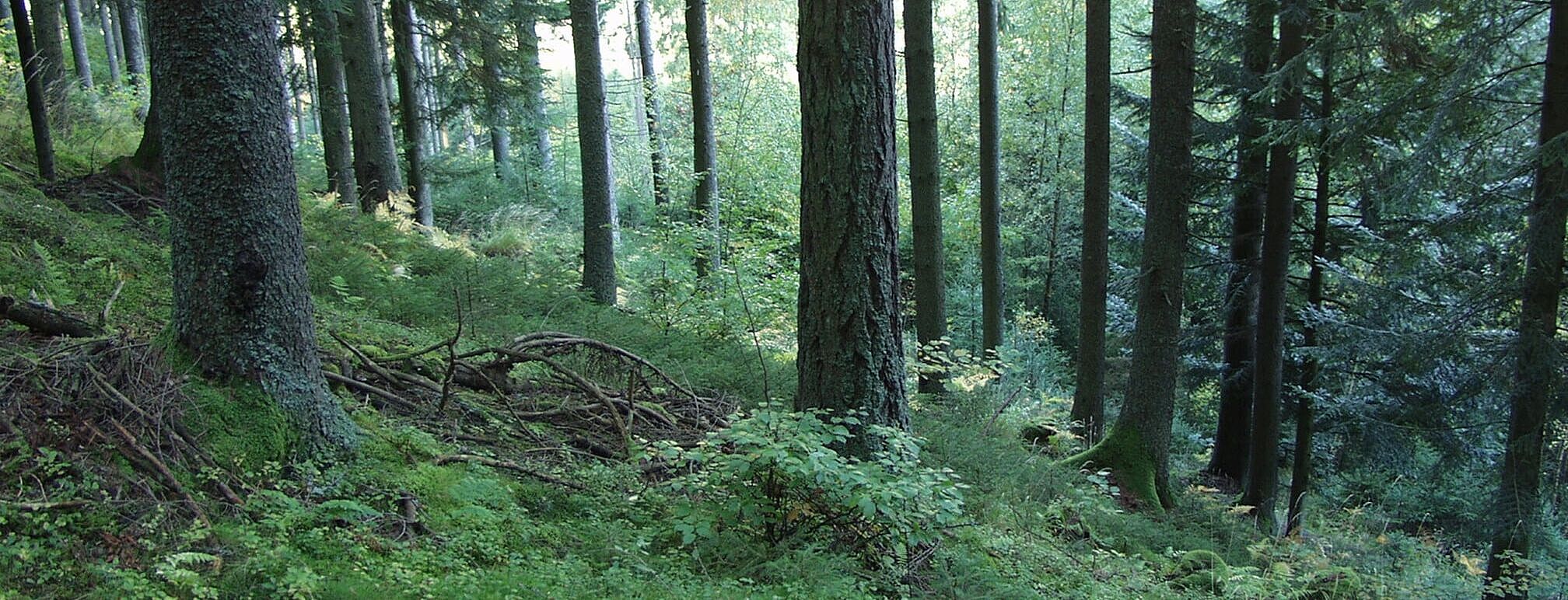 Vom Dunkel ins Licht