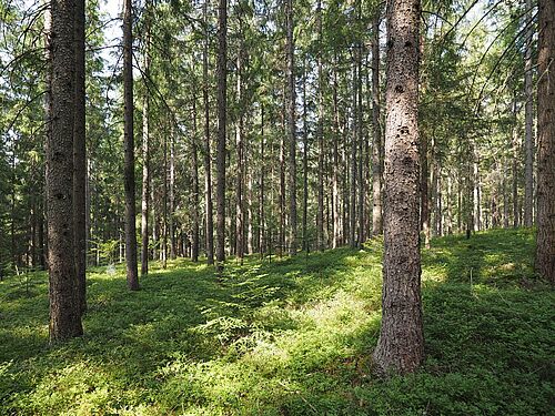 reference stand Meisenberg