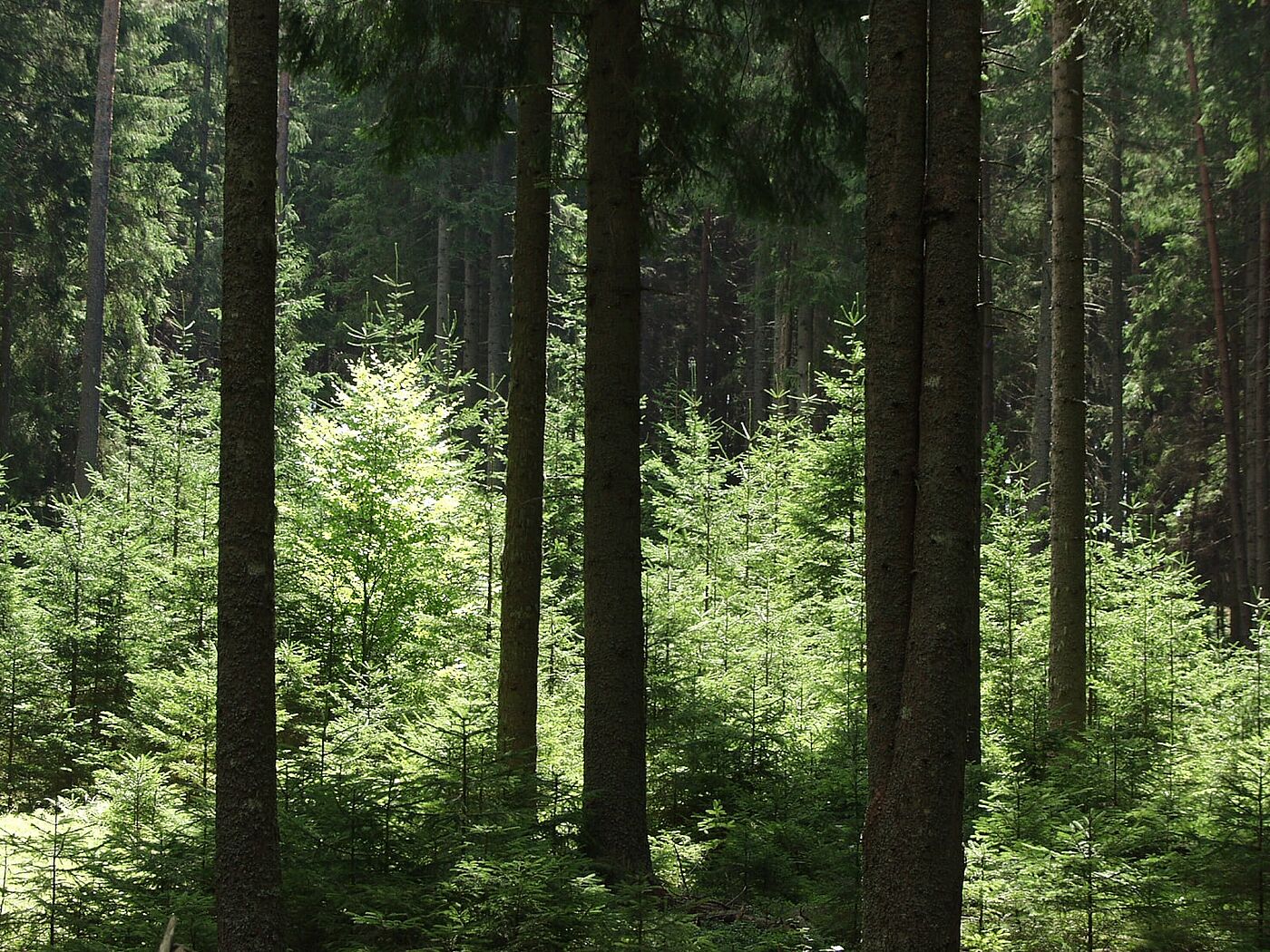 strutured stand (C) Eckart Senitza