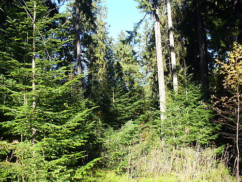 Selection forest Mystríky, Low Tatra (C) Milan Saniga