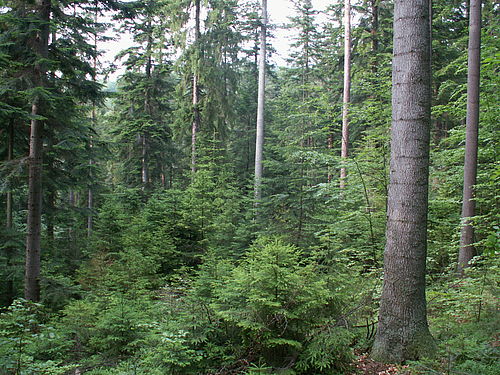 Selections forest Smolník (C) Milan Saniga