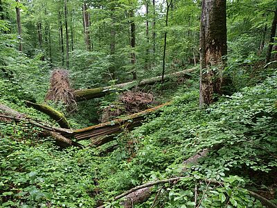 Buchenurwald in der Ukraine (2011)