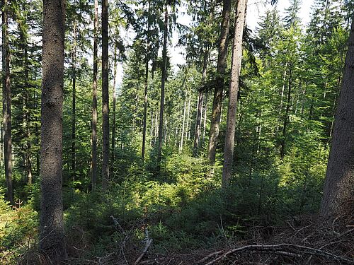 reference stand Tameggerwald