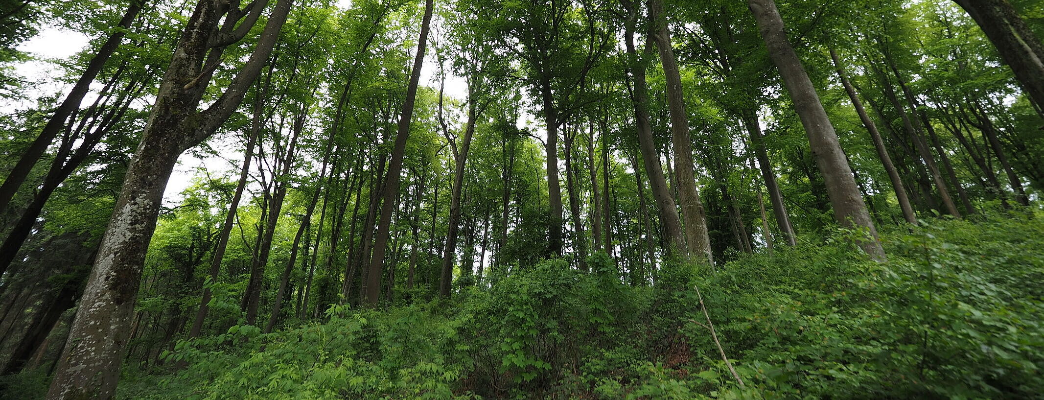 Forest in Luxembourg