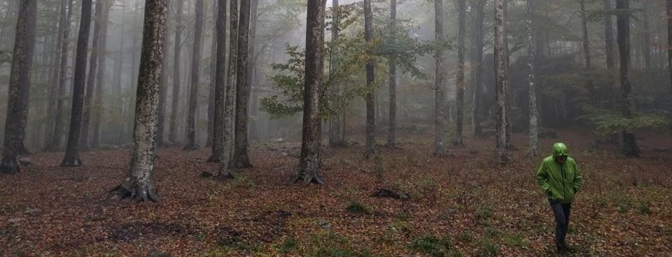 beech forest in Amiata (Tuscany)