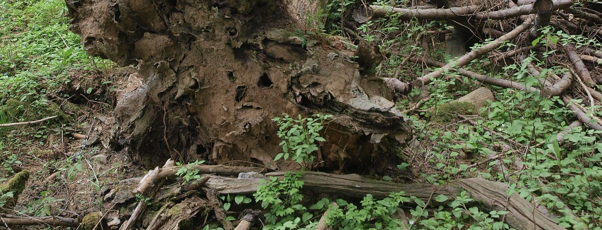 Alt und Totholz belassen