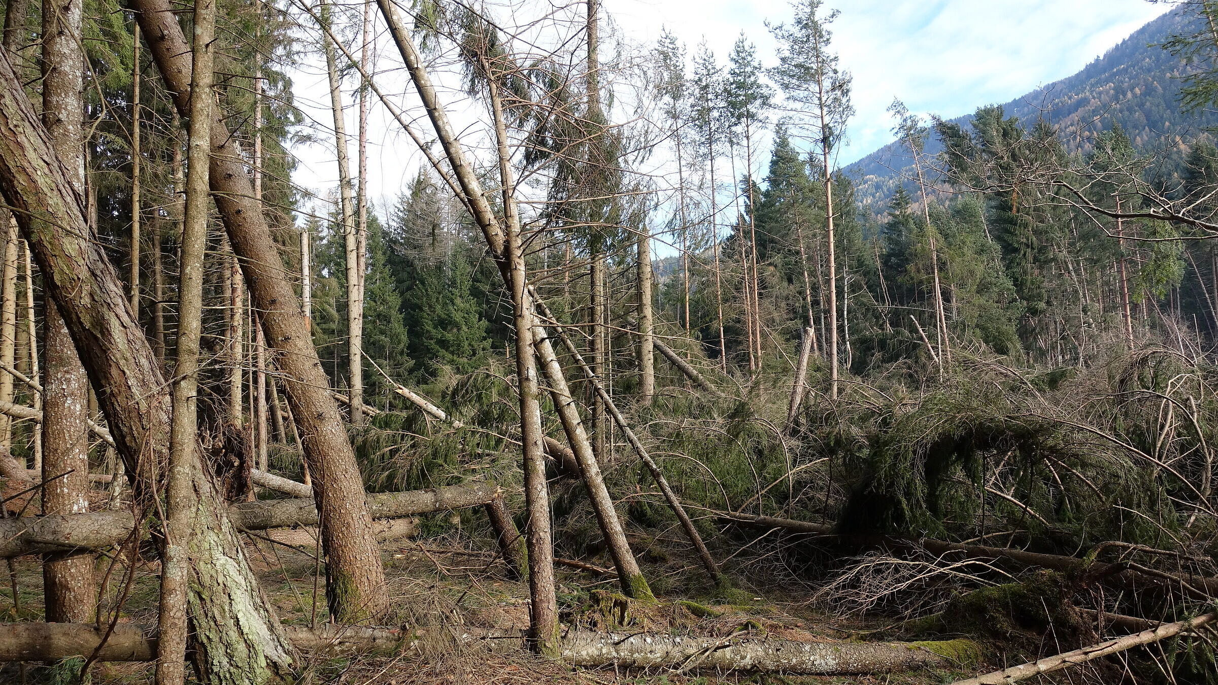 Altopiano di Piné (TN) (C) Luigi Torreggiani