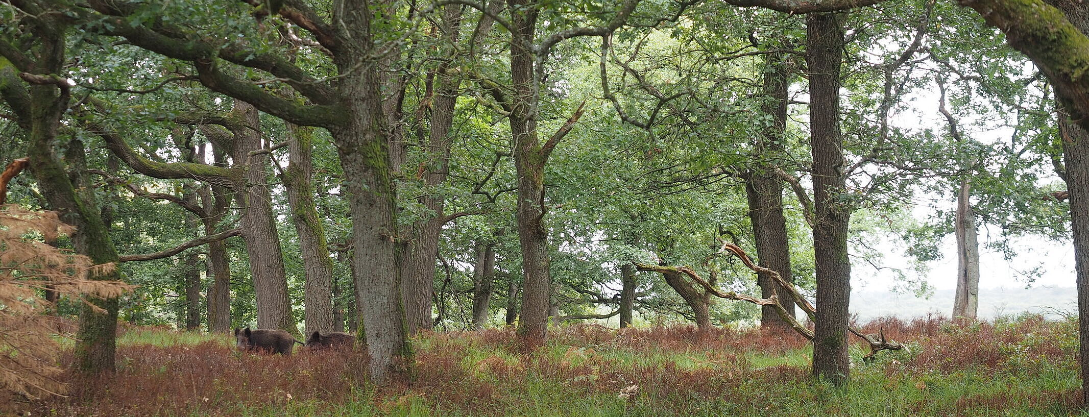 Landscape Protection