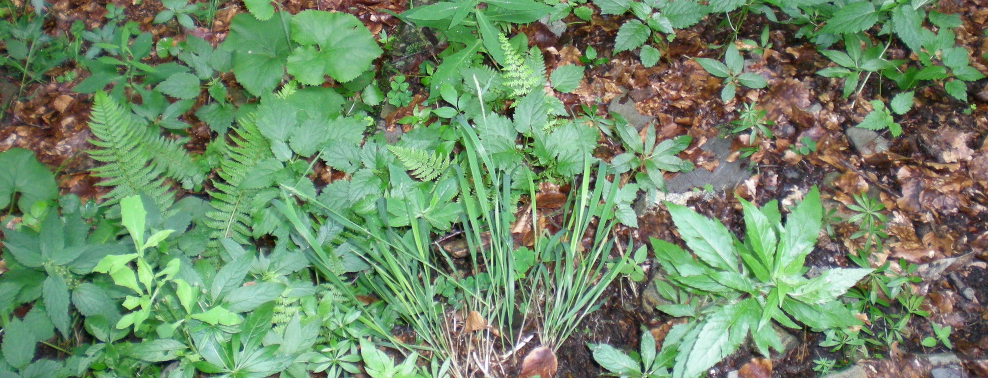 Waldmeister Buchenwald statt Fichte