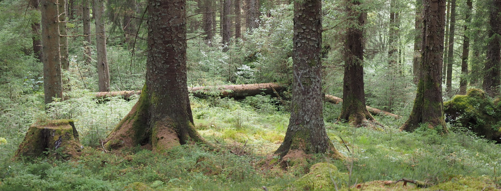 Mixed Conifer Forest (C) Luicie Vitkova