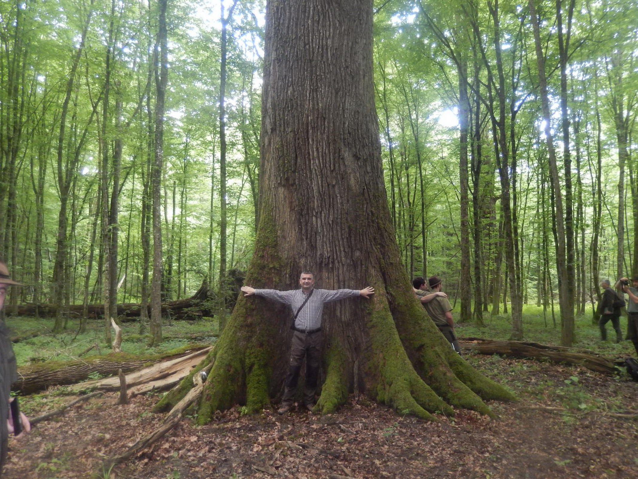 Prasnik virgin forest, Pedunculate oak (Quercus robur L.), 262 cm of diameter at height of 1.80 m, height 44.5 m, volume 71 m3, age 247 years (C) Anic