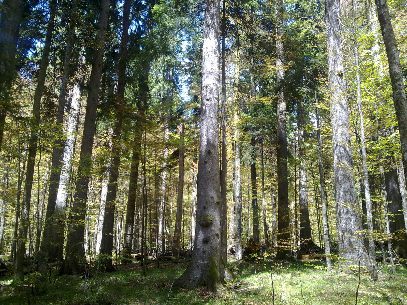 virgin forest Janj